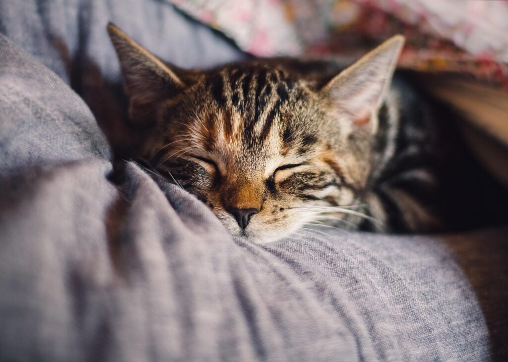 cat, pet, feline, animal, fur, sleep, kitty, nature, domestic, relax, domestic cat, cat portrait, animal world, domestic animal